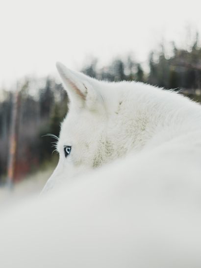 Een close-up van een sneeuwwitte husky